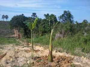 Bibit pisang yang ditanam. Setiap halaqah dapat jatah 2 pohon. / ABU JAULAH