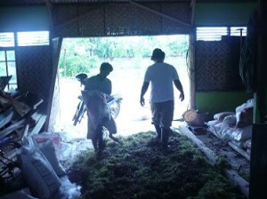 Salah Satu Pengurus Santri sedang Mencoba Pembuatan Pupuk Organik di Hidayatullah Cilacap