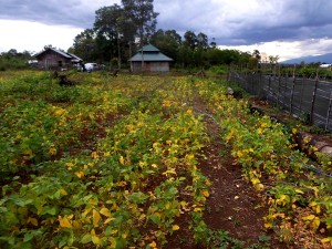 Tanaman kedelai di lokasi Pondok Pesantren Hidayatullah Desa Bintuhan Kecamatan Kotaagung Lahat