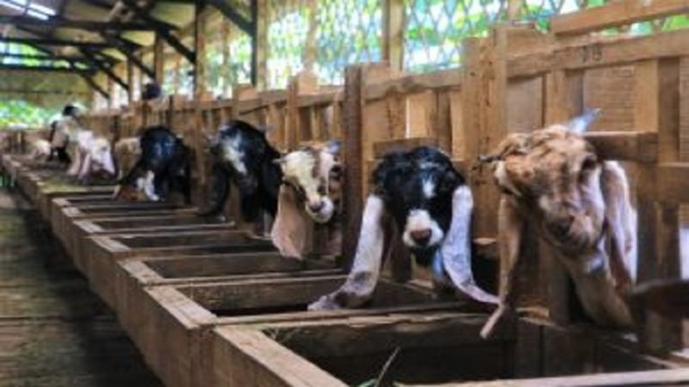 Laznas BMH Beri Kemudahan Berqurban ke Desa-desa