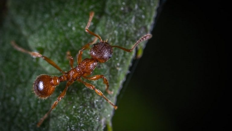 Ulama Menghindarkan Semut Dari Mara Bahaya