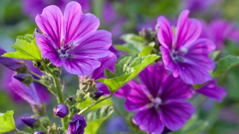 Semarak Sambut Silatnas dan Berbunganya Ummahat