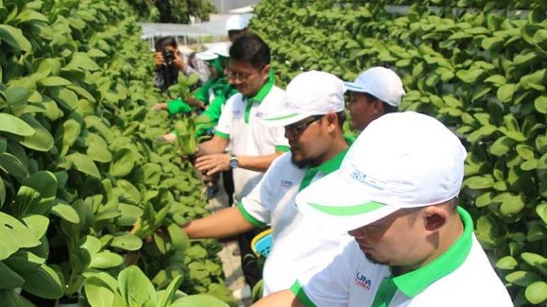 Kebun Gizi Hidroponik Kampus Ponpes Hidayatullah Depok