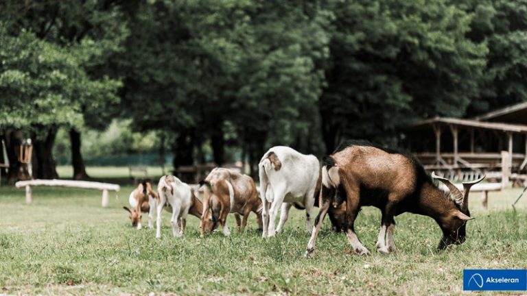 Tauhid dan Pengorbanan