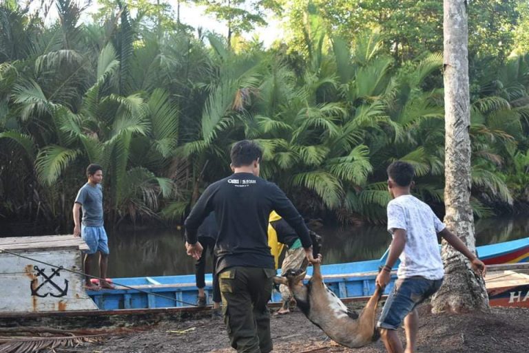 Perjalanan Panjang Kirim Hewan Kurban ke Pelosok Halmahera