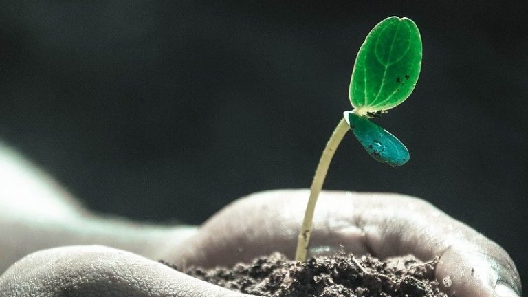 Hidup yang Tidak (Pernah) Mati