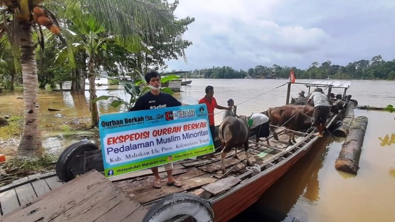 Kirim Hewan Qurban ke Suku Dayak Muallaf Pedalaman