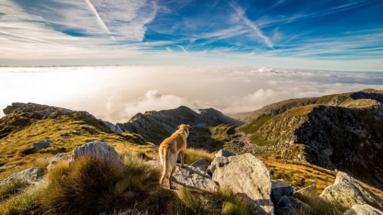 Anjing ‘Terpelajar’ dan Keutamaan Orang Berilmu