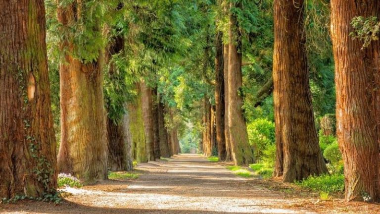 Para Ulama Besar Sangat Tawadhu’ dan Saling Memuji