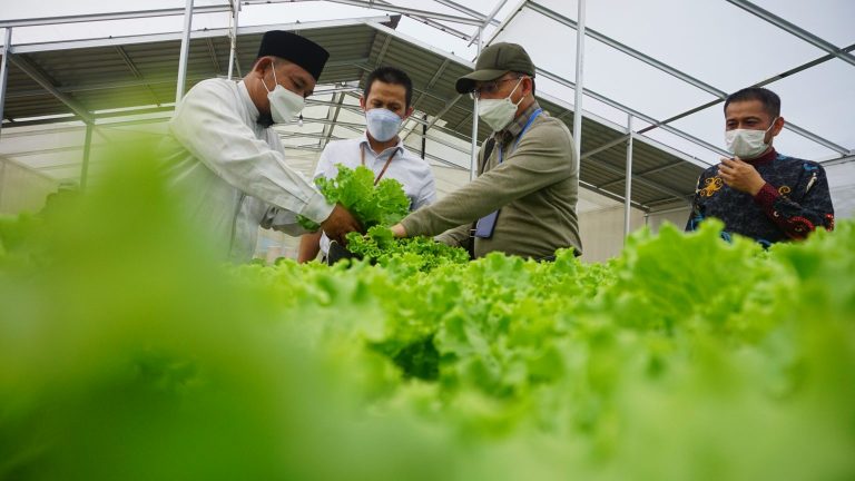 PLN Serahkan Bantuan Kebun Hidroponik, Langsung Panen Perdana