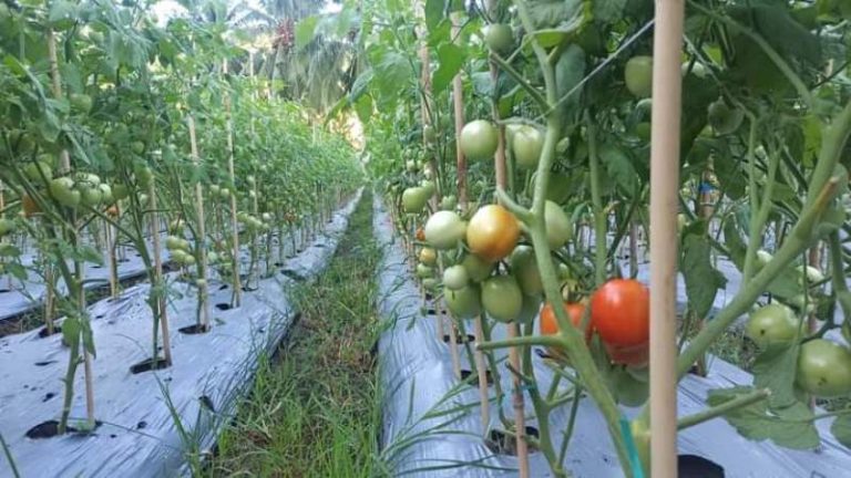 DPW Hidayatullah Gorontalo Kuatkan Kedaulatan Pangan