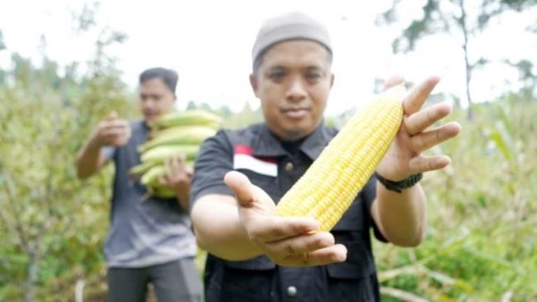 Berkah Panen Jagung Laznas BMH di Lahan 1 Hektar, Wakaf Produktif di Cianjur