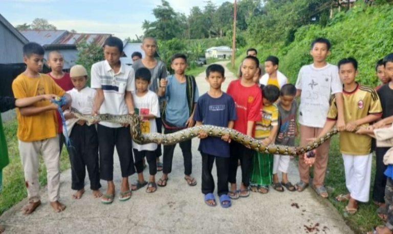 Santri Pesantren Hidayatullah Bollangi Berhasil Jinakkan Ular Piton 4 Meter