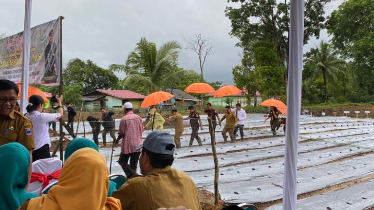 Penanaman 6.800 Bibit Cabe di Ponpes Hidayatullah Mentawai