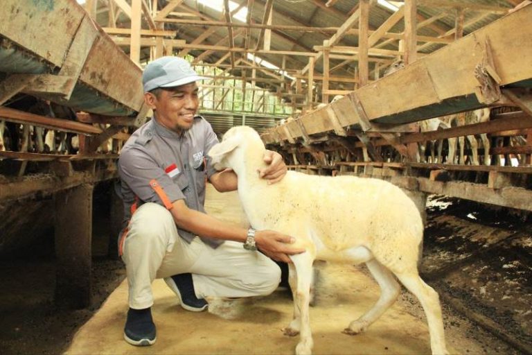 BMH Pastikan Hewan Qurban Berkualitas dan Berdayakan Peternak Lokal
