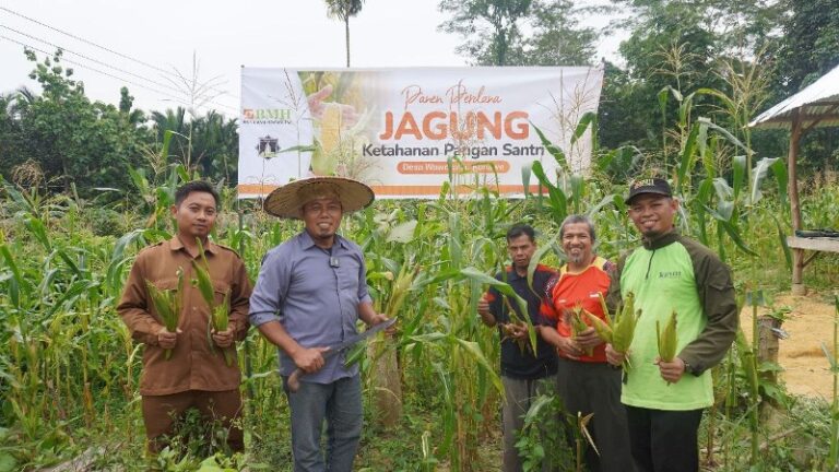 Ponpes Hidayatullah Besulutu Panen Jagung Perdana Upaya Bangun Kemandirian Pangan