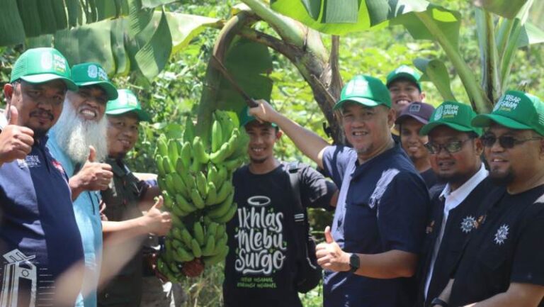 Panen Perdana Kebun Pisang Cavendish, Wakaf Produktif Kolaborasi Baitul Wakaf