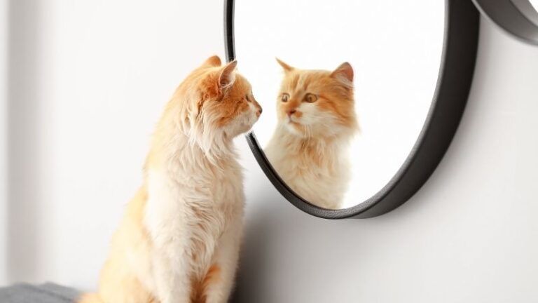 Semoga Ramadan yang Telah Berlalu Menjadi Cermin yang tak Pecah