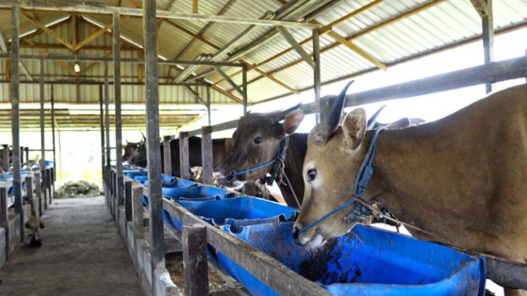 Hidayatullah Farm Desa Gunung Binjai Model Kemandirian Ekonomi Pesantren Era Baru