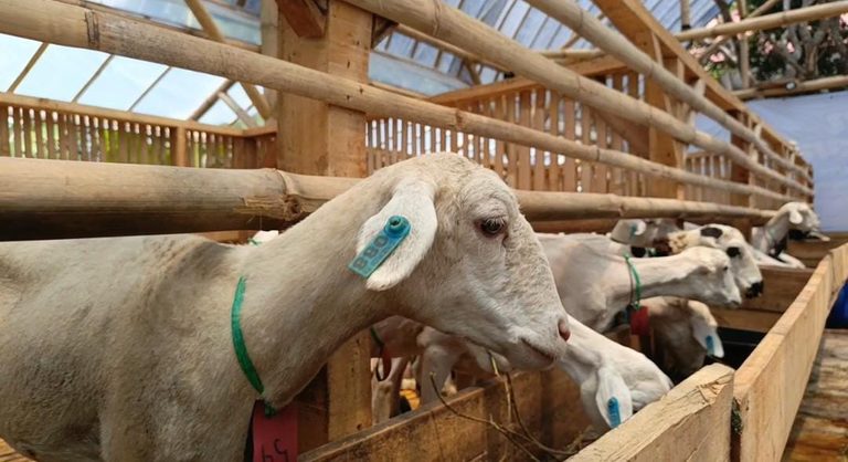 Domba Farm Hidayatullah Cilengkrang Hadirkan Konsep Peternakan Syar’i